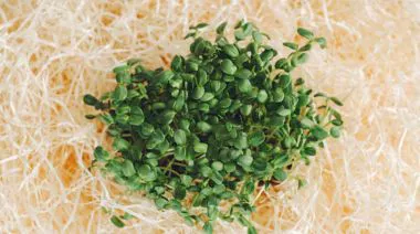 garnishing-instructions-image